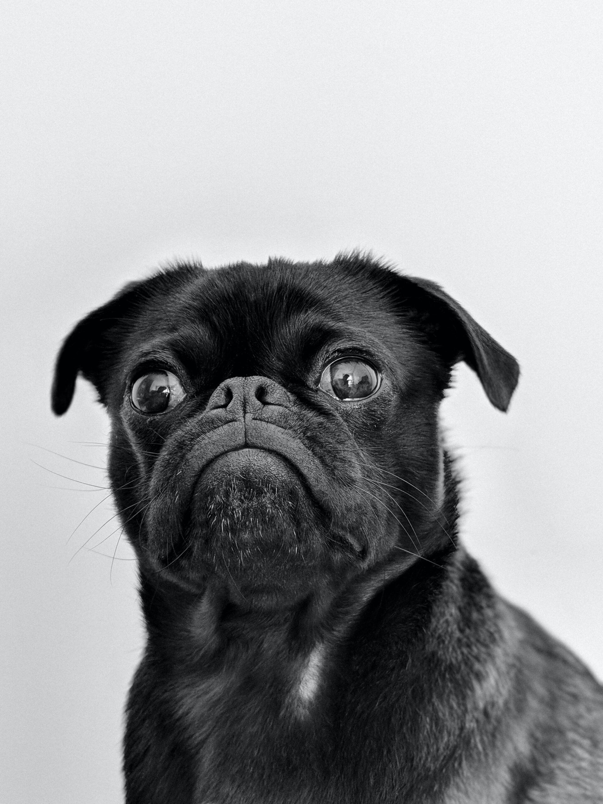 An angry looking black pug